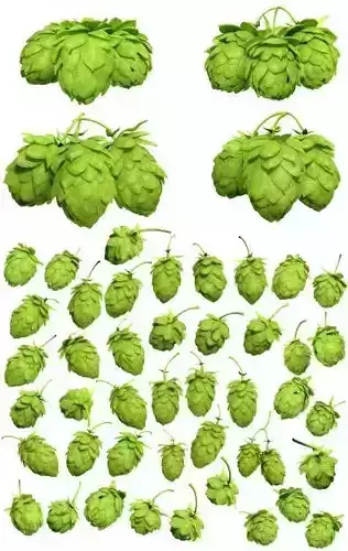 Hops 3d Models Package High Poly Photorealistic  3D model