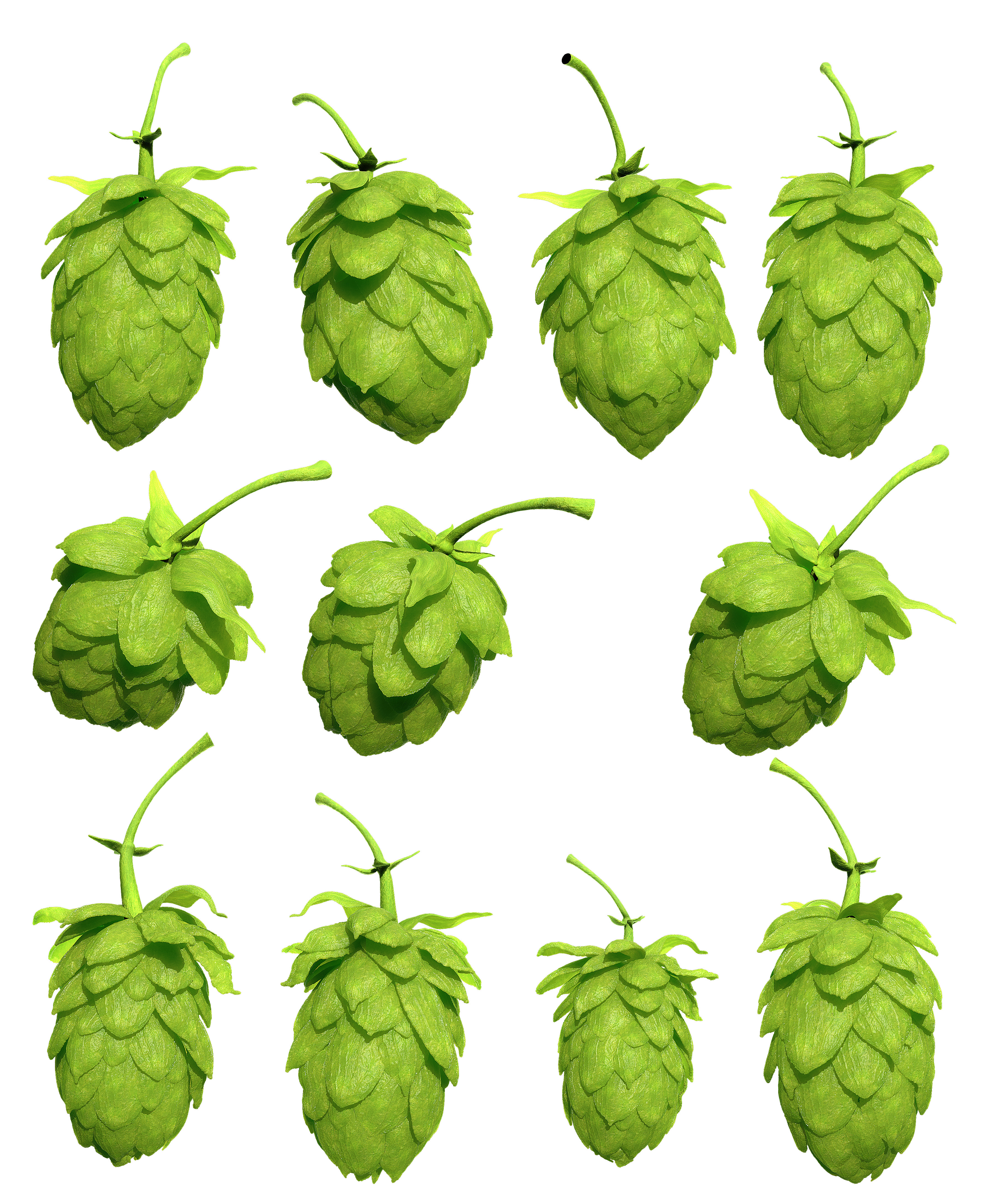 Hops 3d Models Package High Poly Photorealistic  3D model_3
