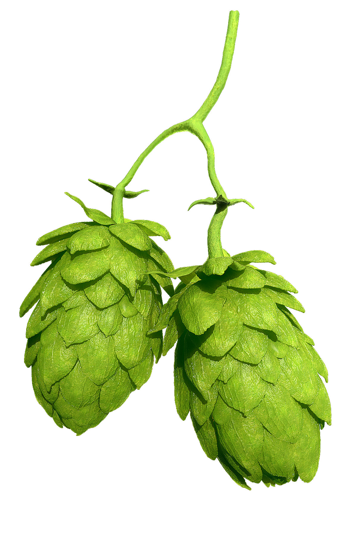 Hops 3d Models Package High Poly Photorealistic  3D model_1