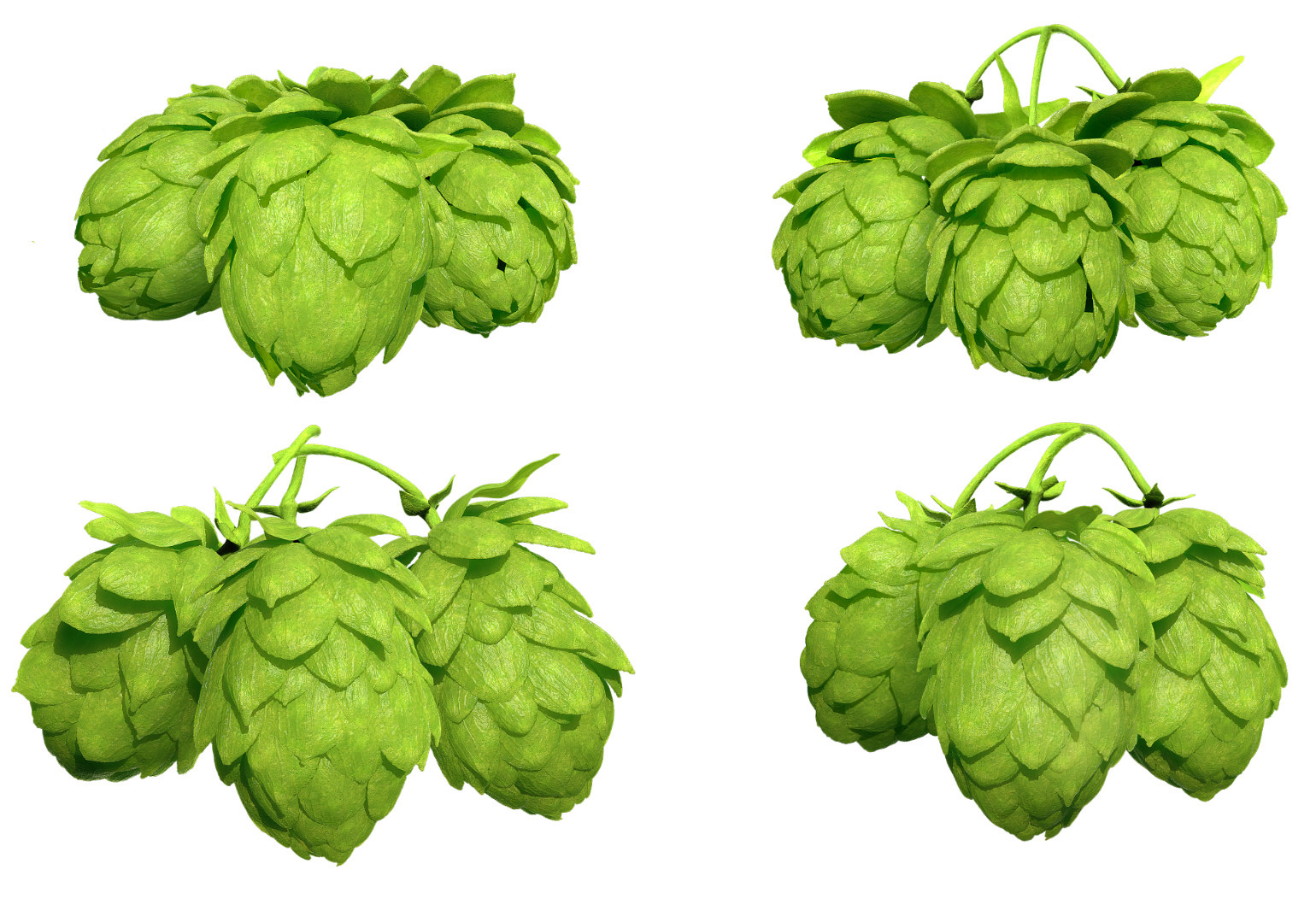 Hops 3d Models Package High Poly Photorealistic  3D model_2