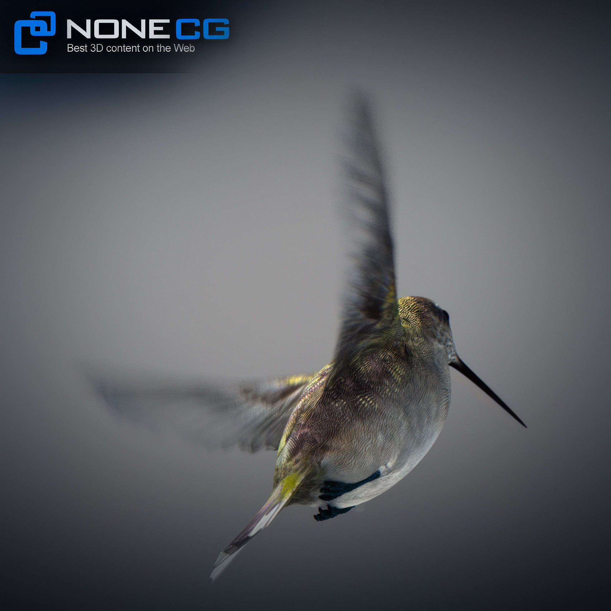 Animated Hummingbird Low-poly 3D model_16