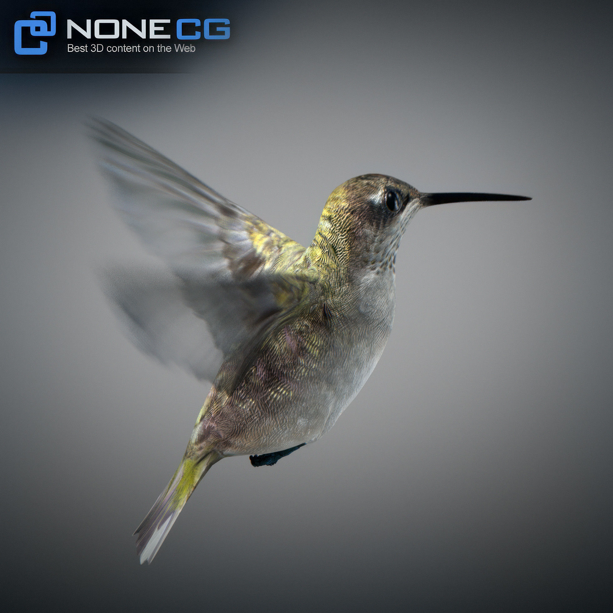 Animated Hummingbird Low-poly 3D model_12
