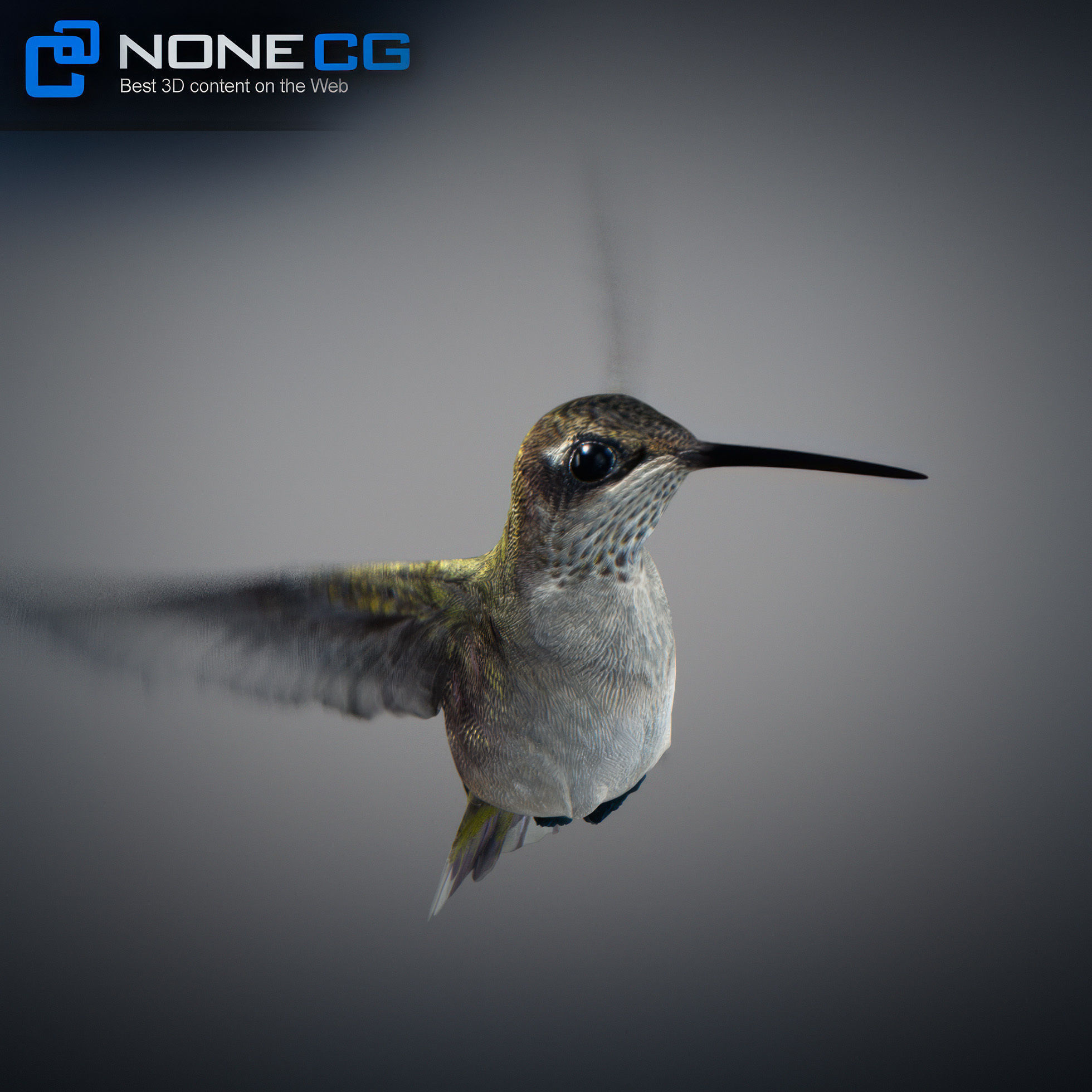 Animated Hummingbird Low-poly 3D model_5