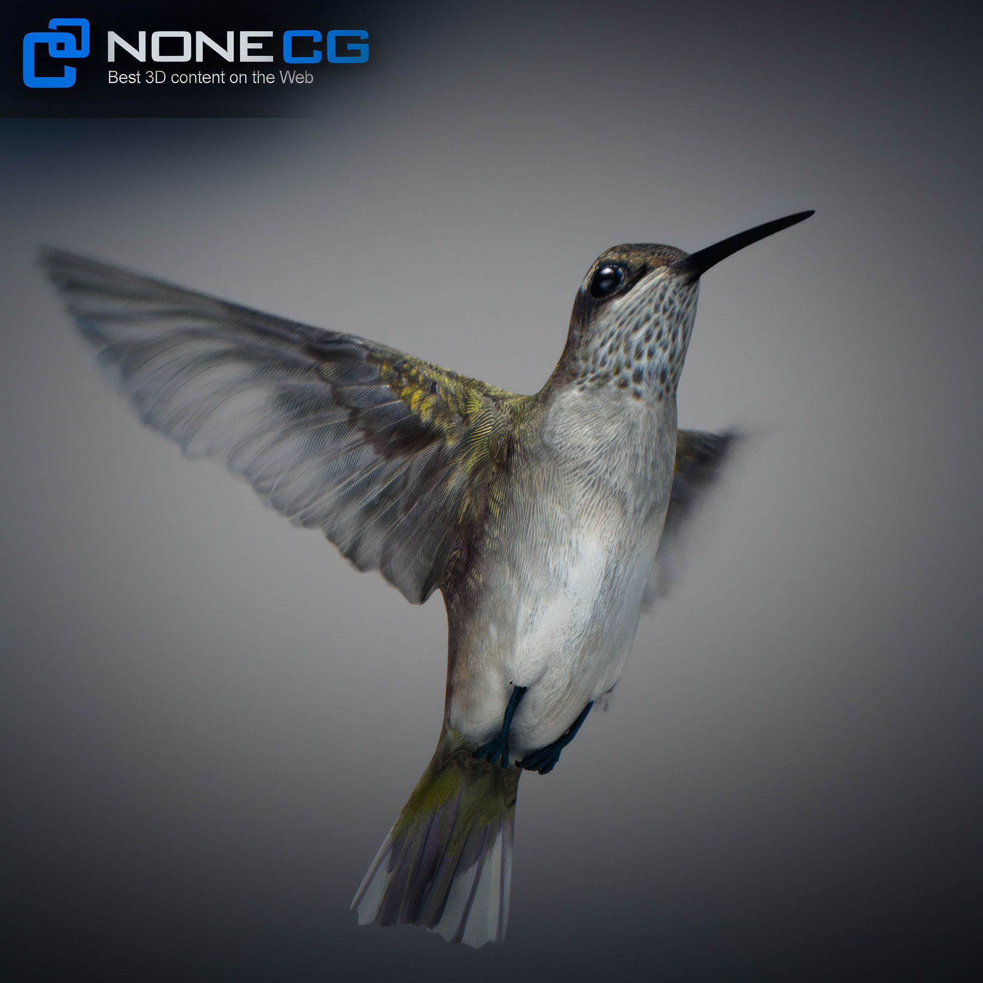Animated Hummingbird Low-poly 3D model_3
