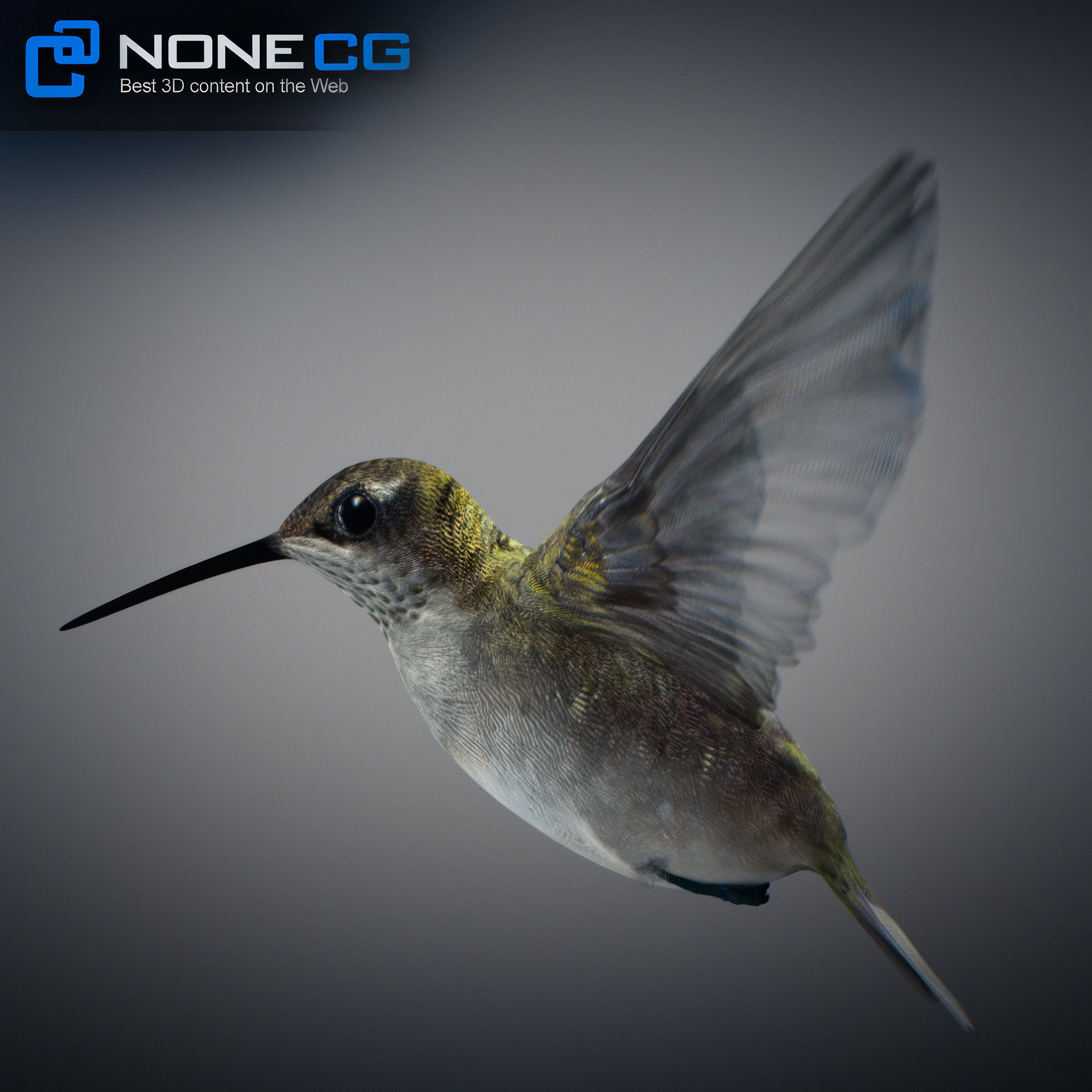 Animated Hummingbird Low-poly 3D model_17