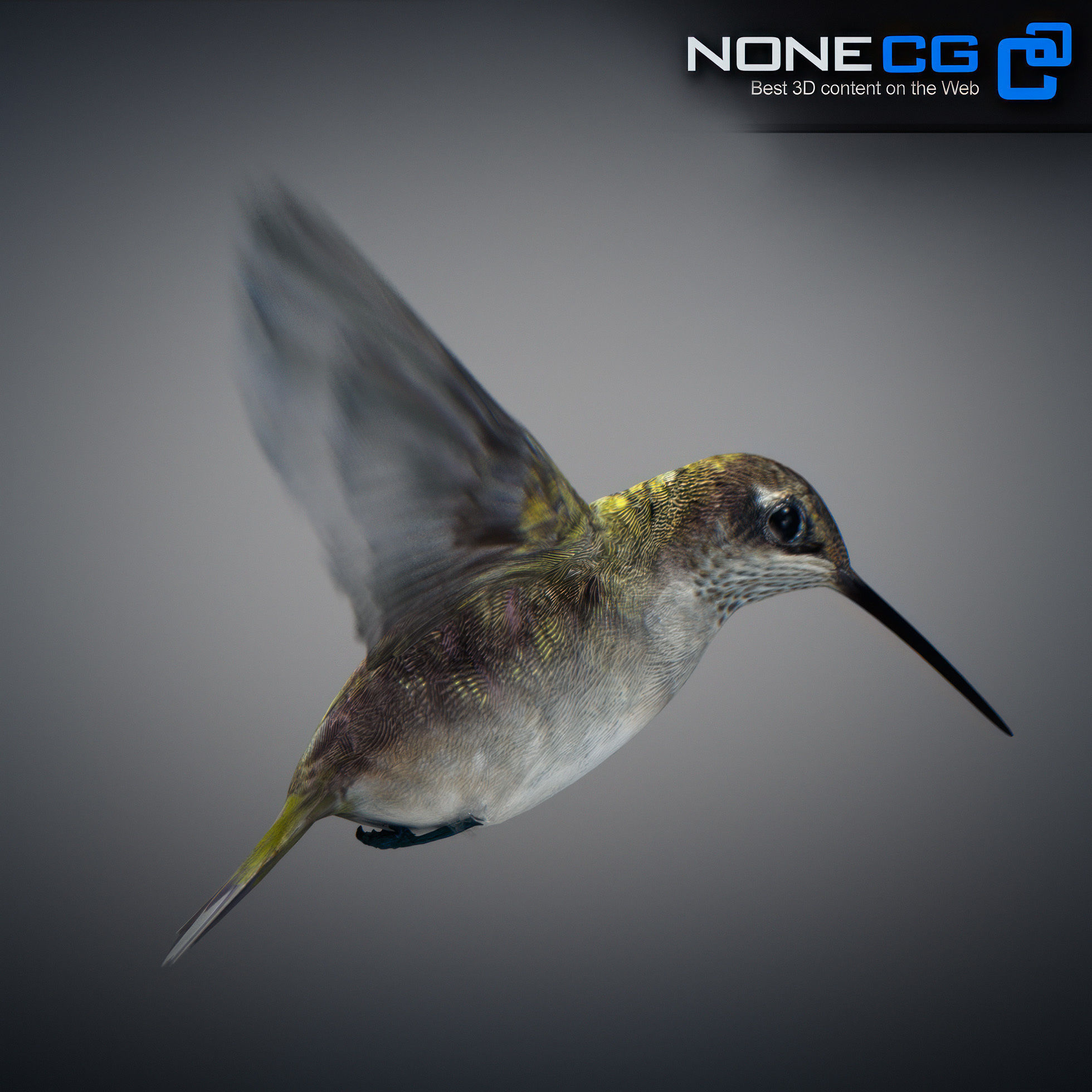 Animated Hummingbird Low-poly 3D model_20