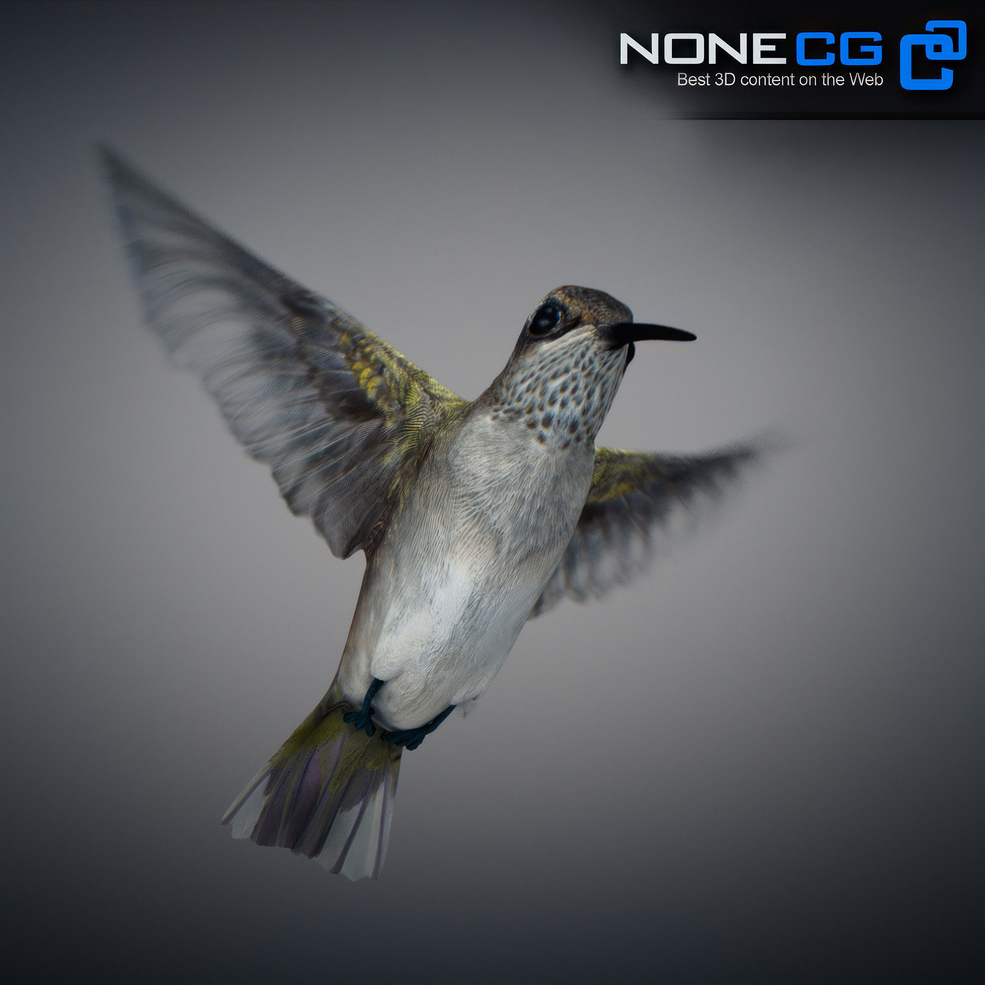 Animated Hummingbird Low-poly 3D model_27