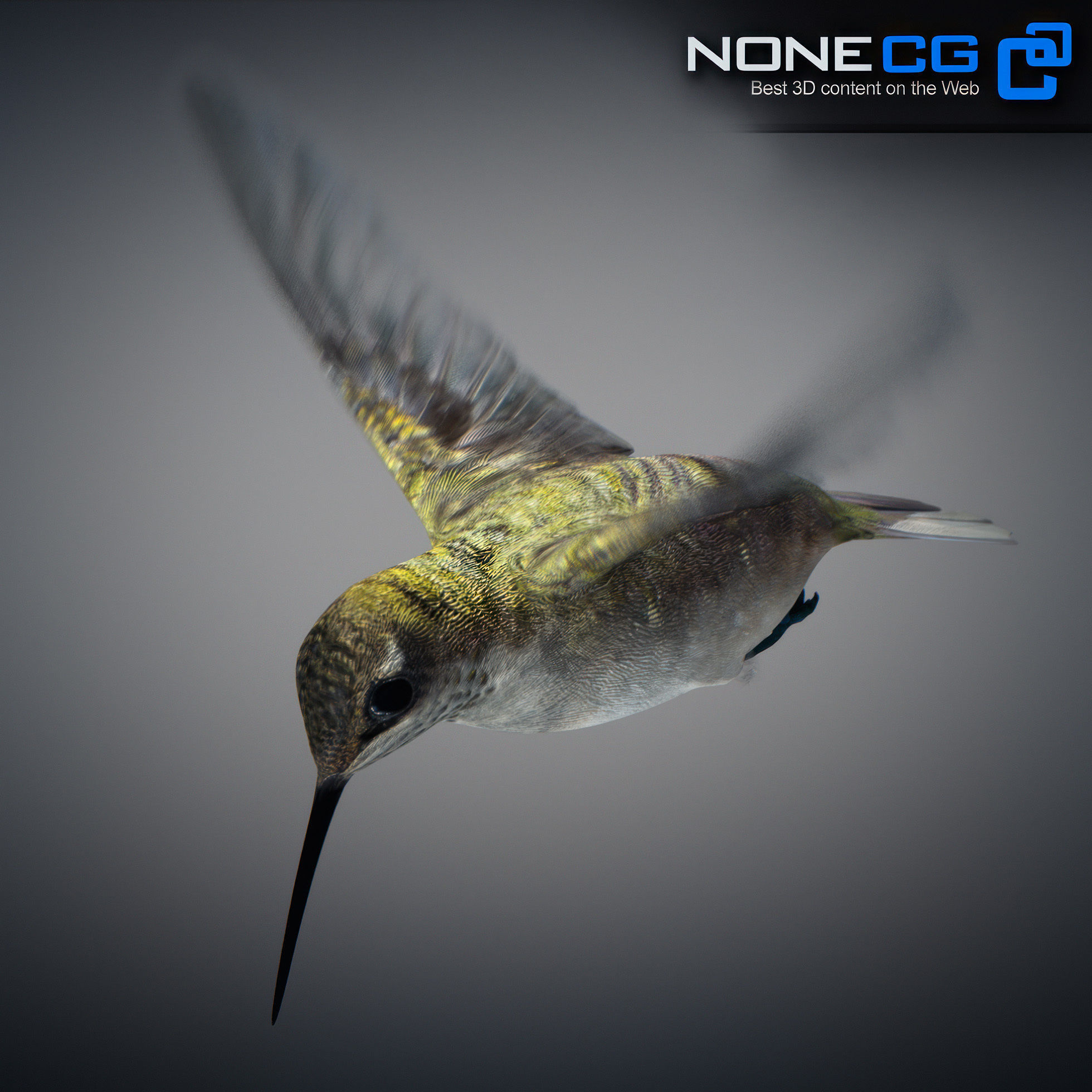 Animated Hummingbird Low-poly 3D model_26