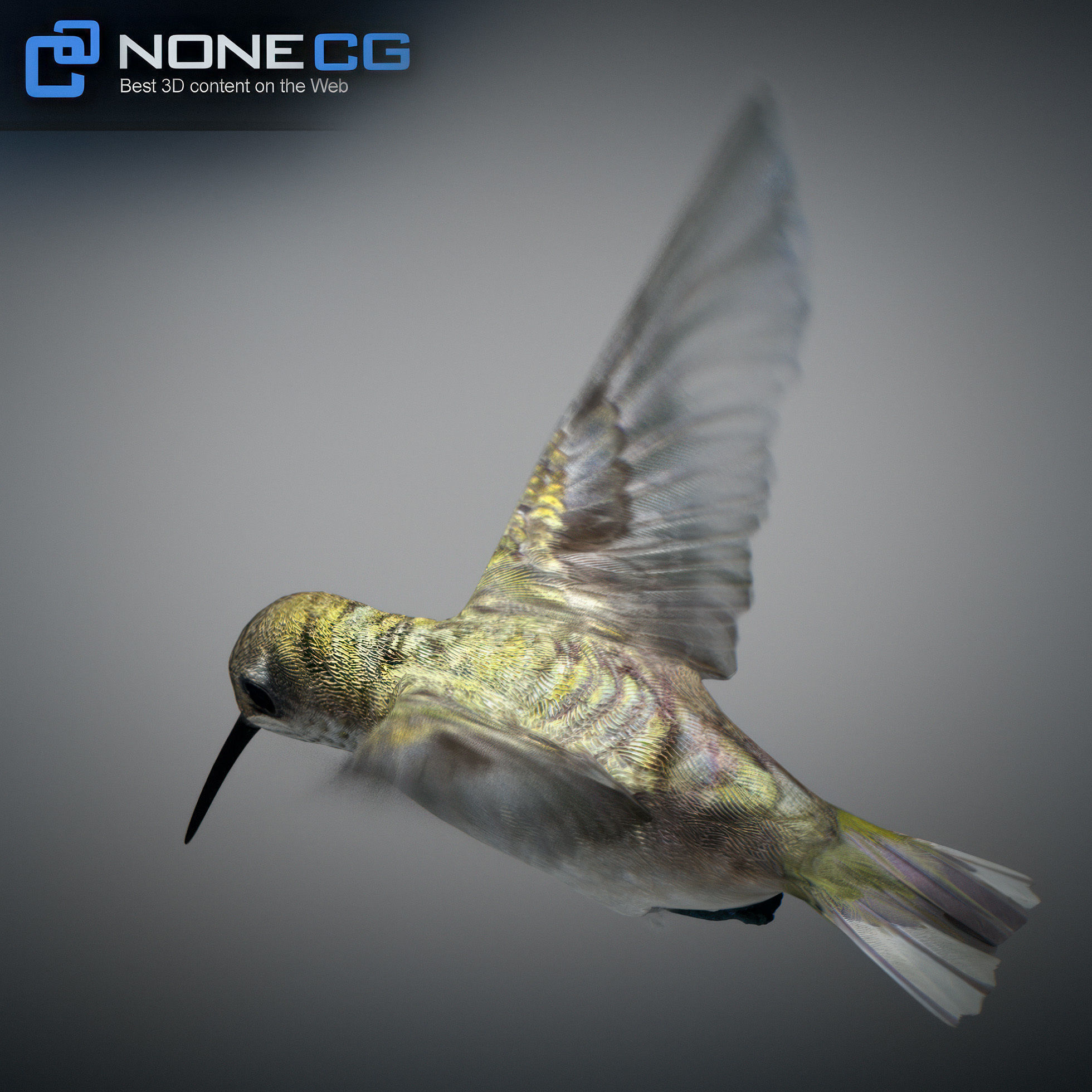 Animated Hummingbird Low-poly 3D model_25
