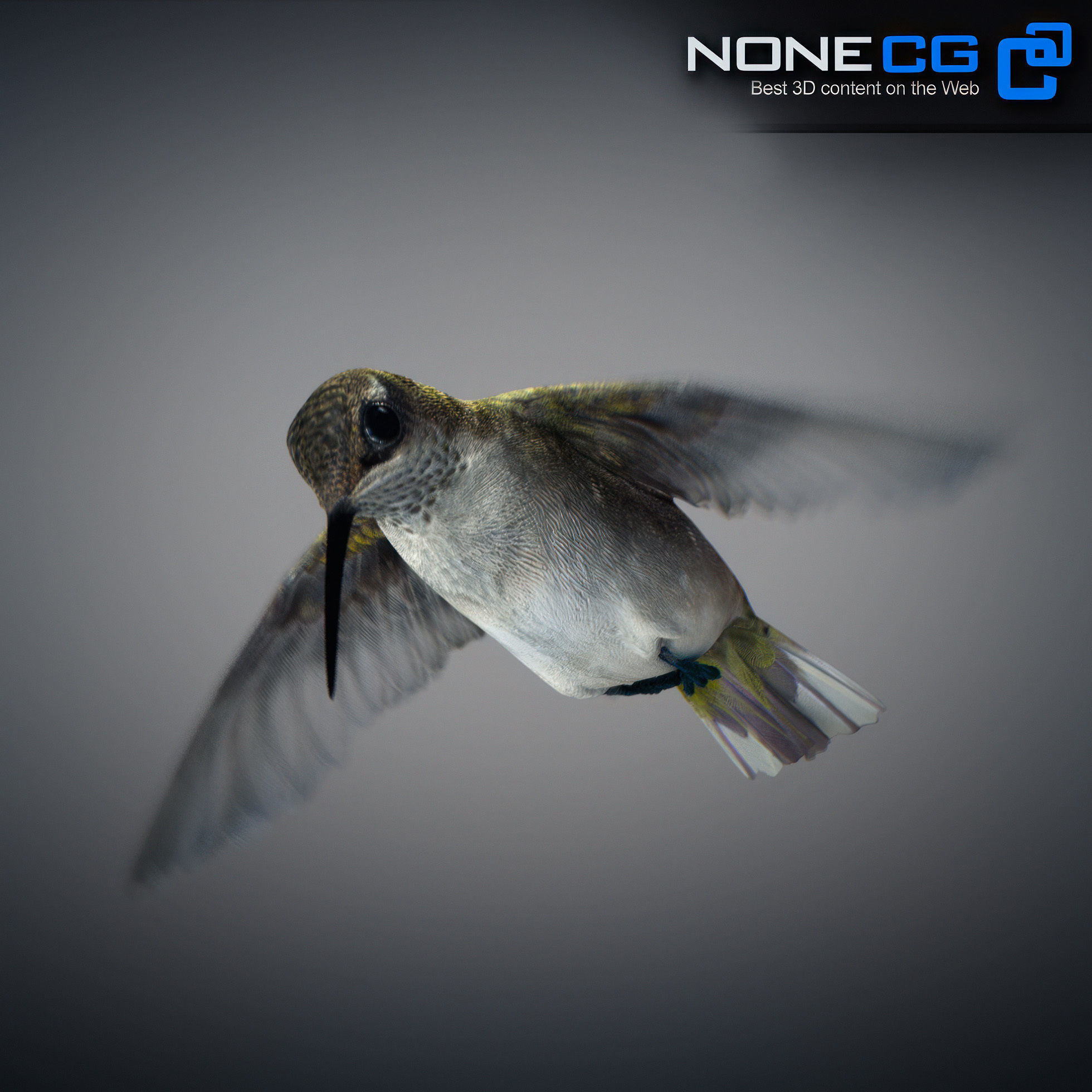 Animated Hummingbird Low-poly 3D model_23