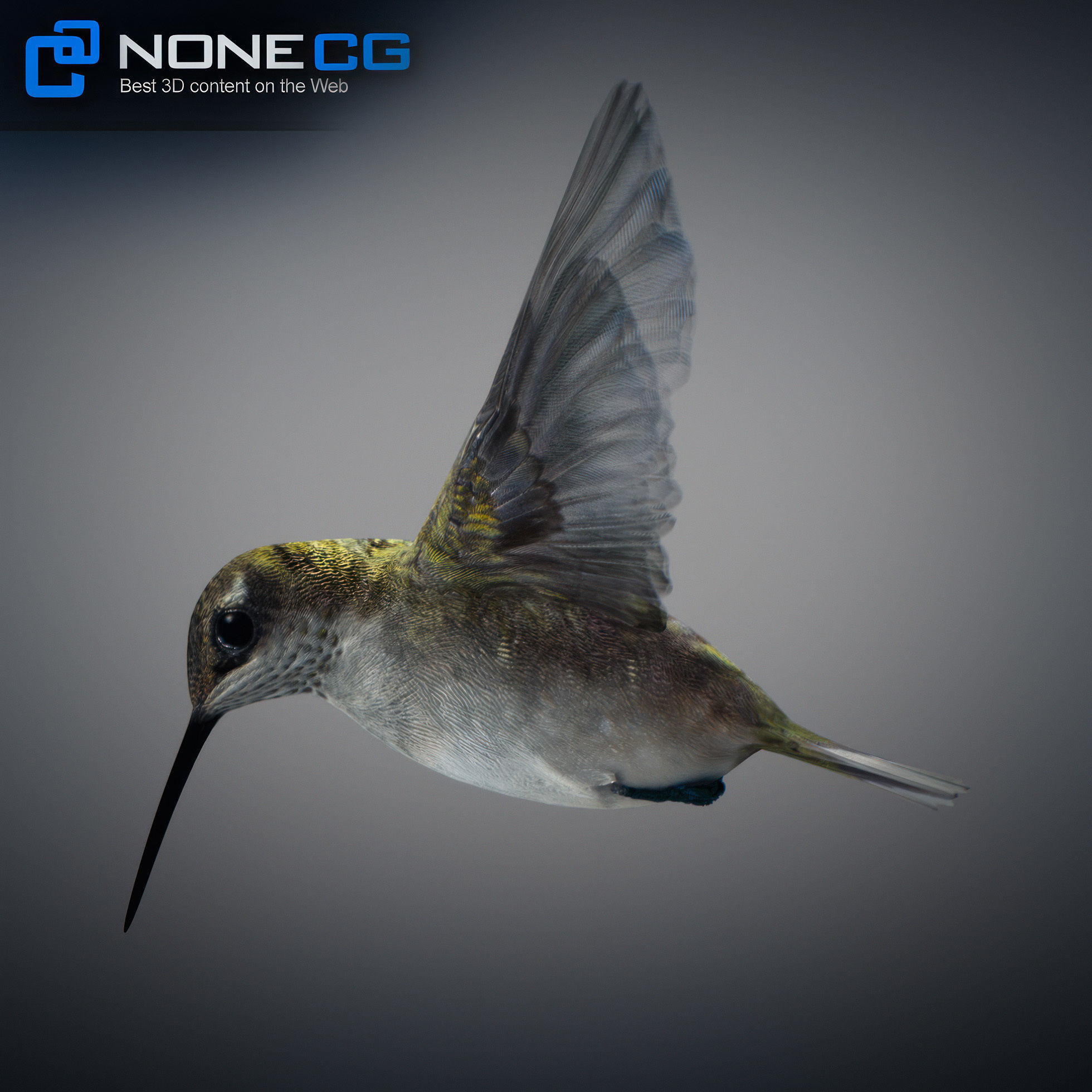 Animated Hummingbird Low-poly 3D model_4