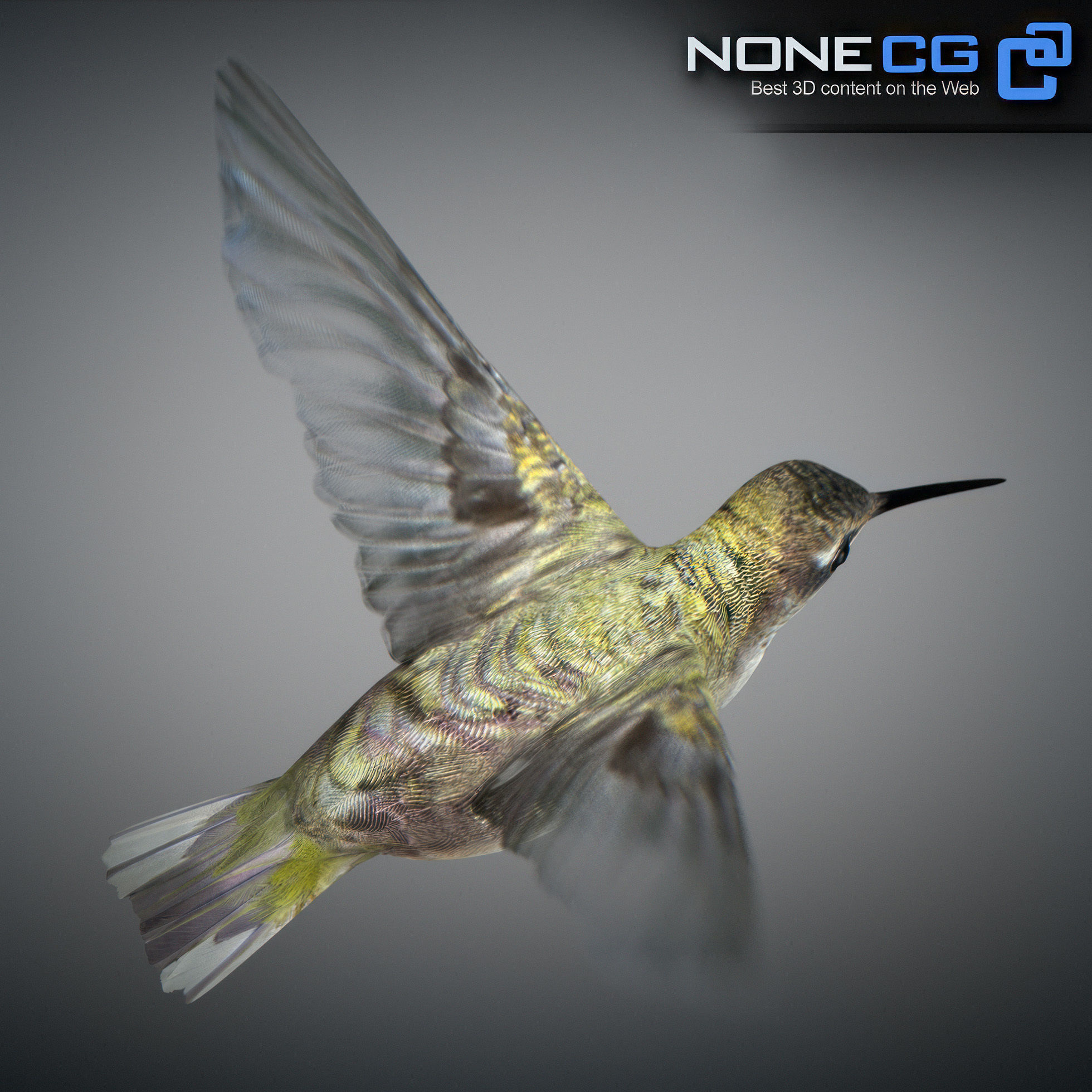 Animated Hummingbird Low-poly 3D model_13