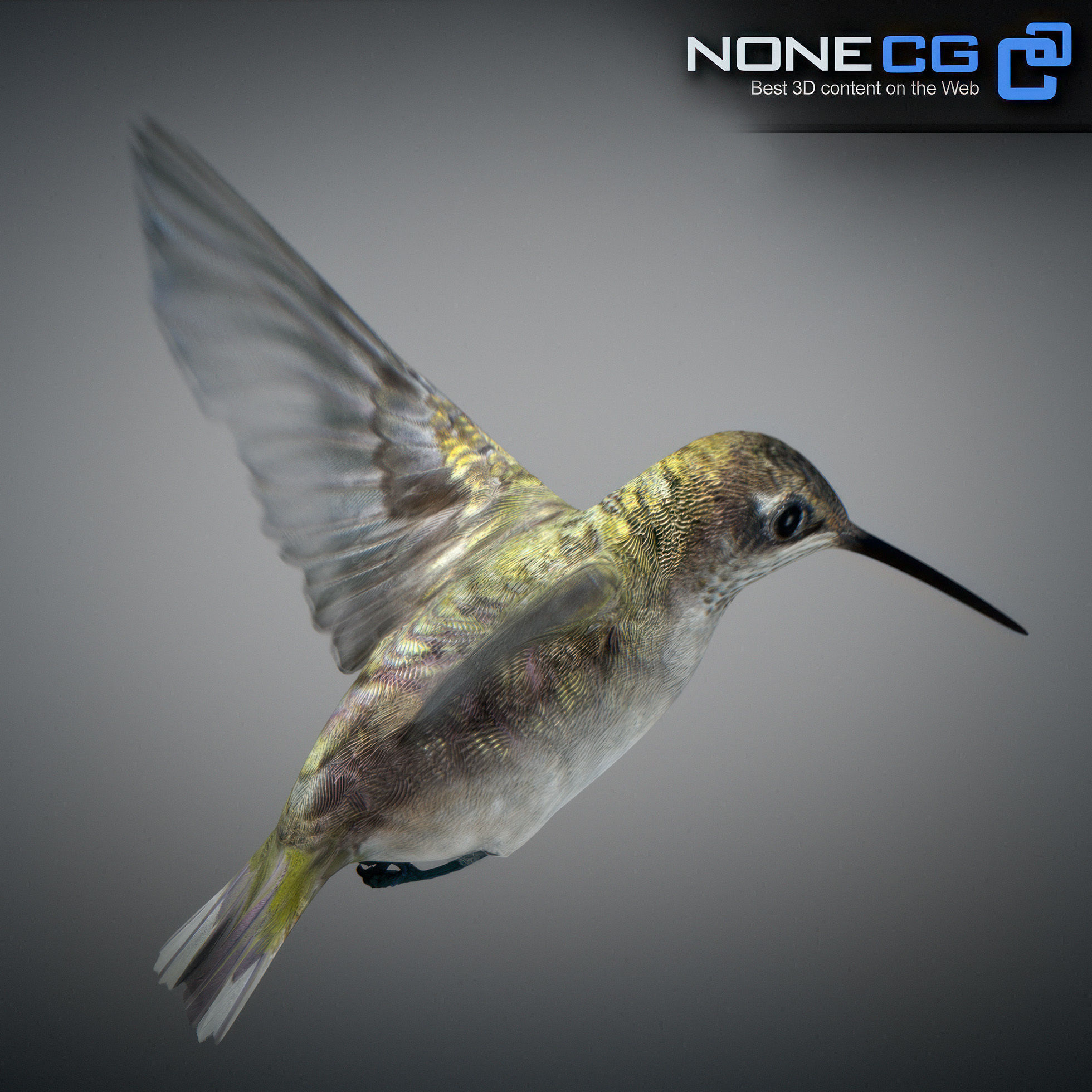 Animated Hummingbird Low-poly 3D model_18