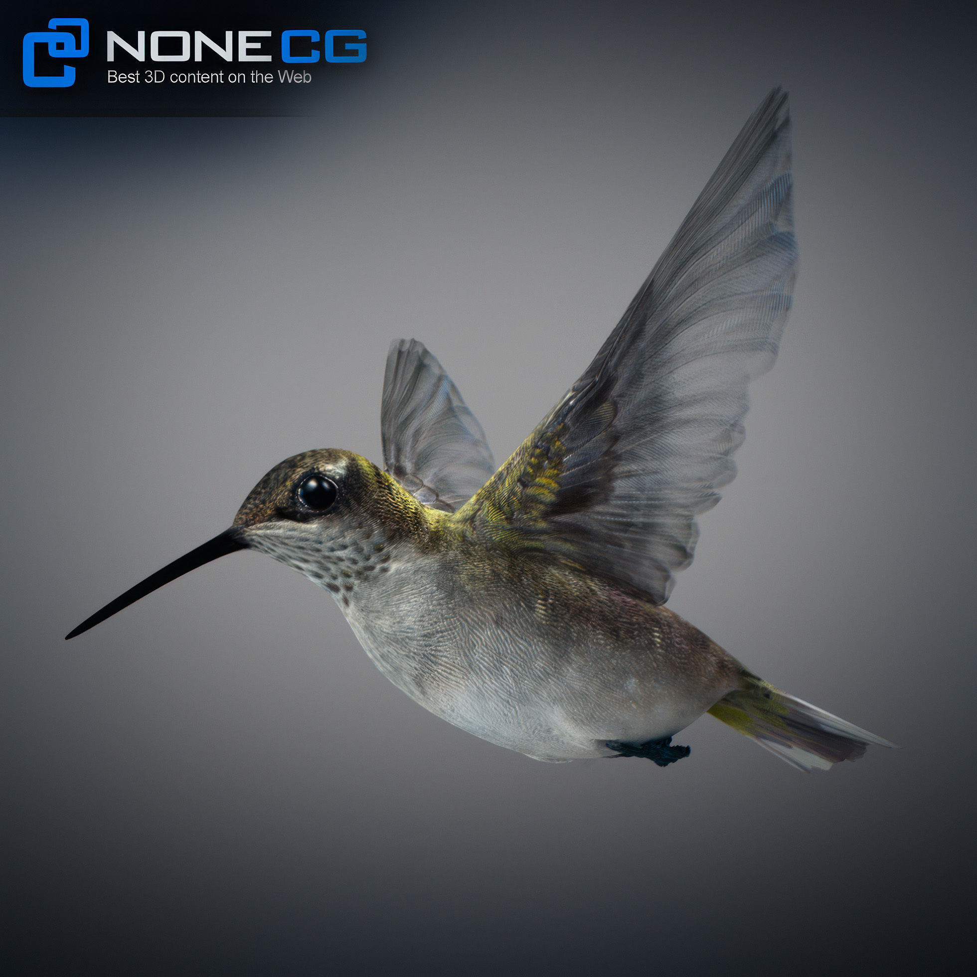 Animated Hummingbird Low-poly 3D model_2