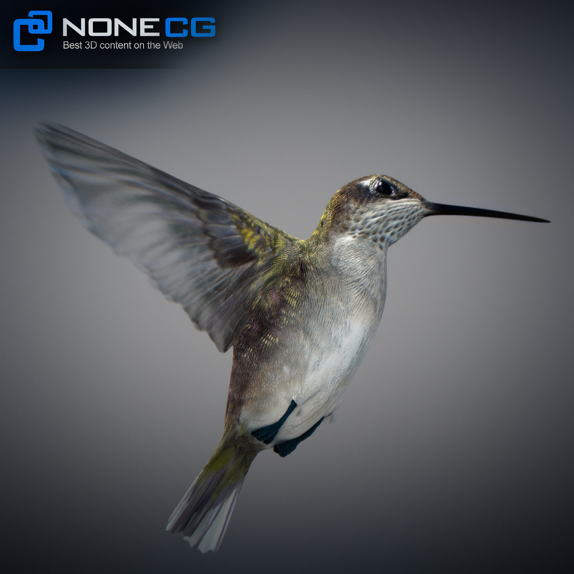 Animated Hummingbird Low-poly 3D model_15