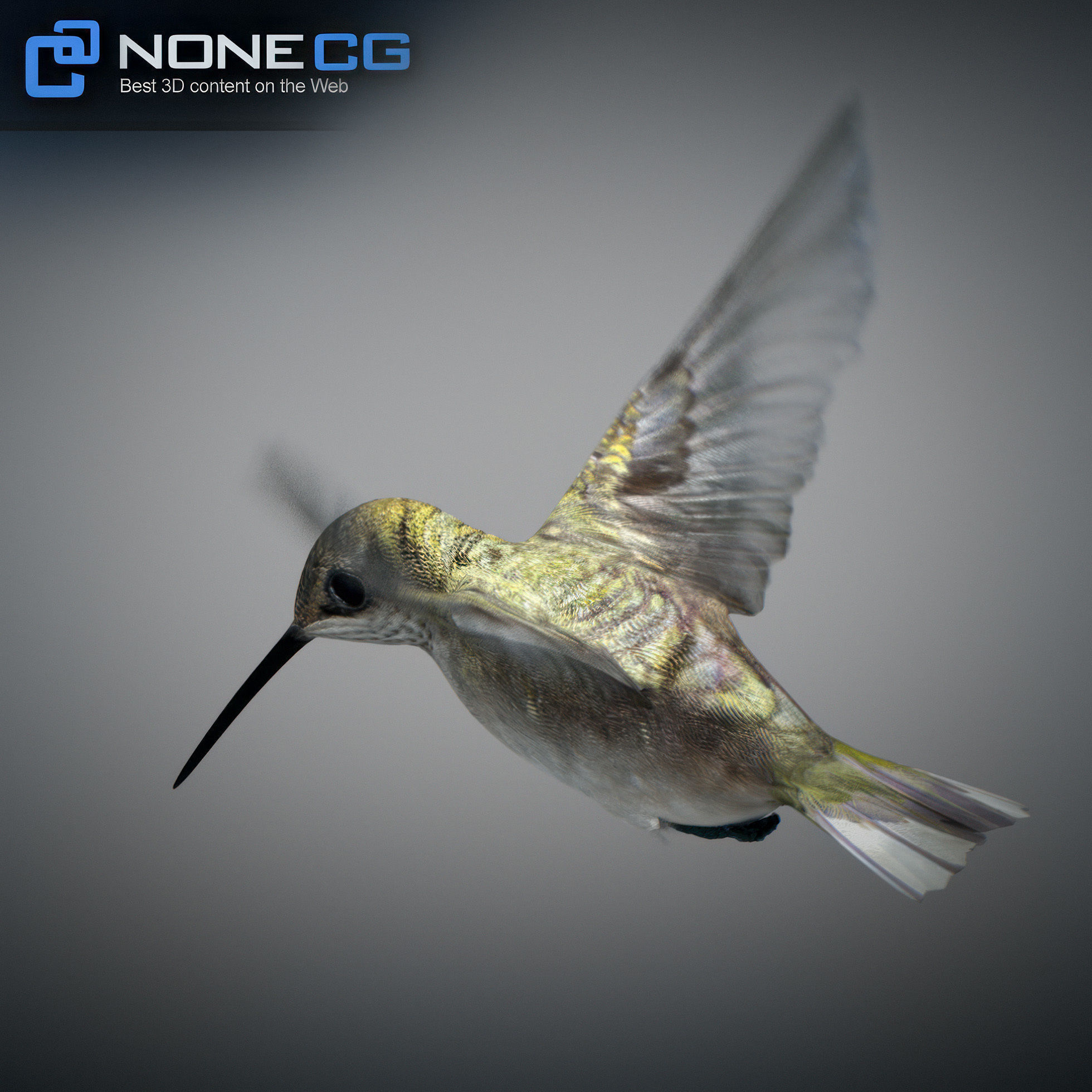 Animated Hummingbird Low-poly 3D model_19