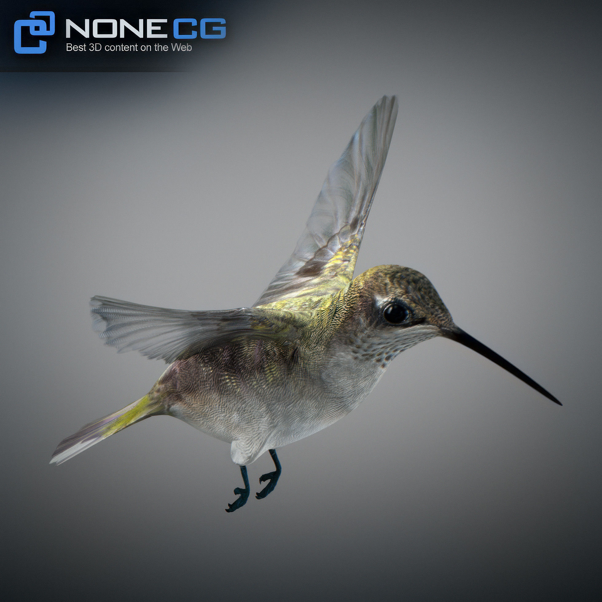 Animated Hummingbird Low-poly 3D model_22