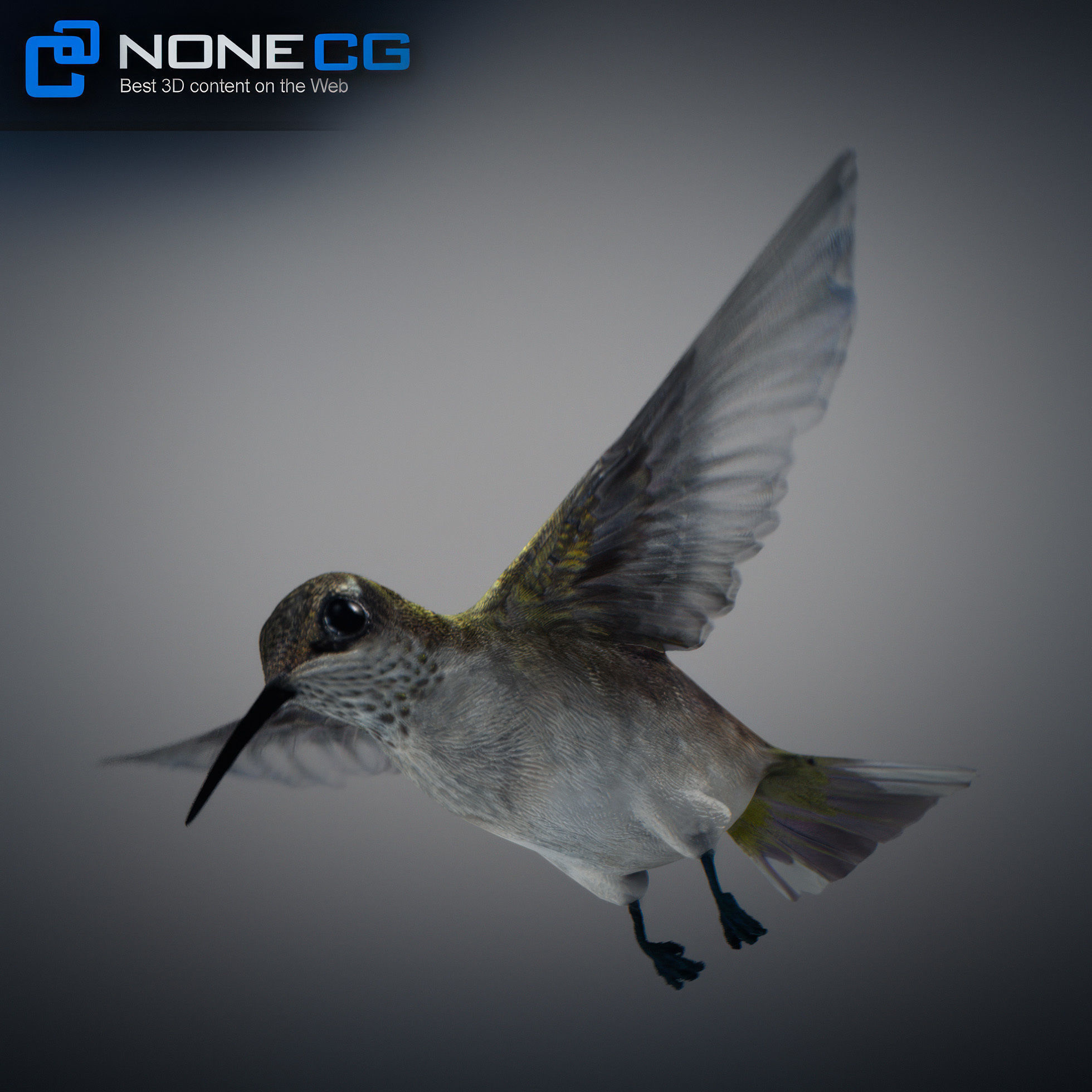 Animated Hummingbird Low-poly 3D model_21