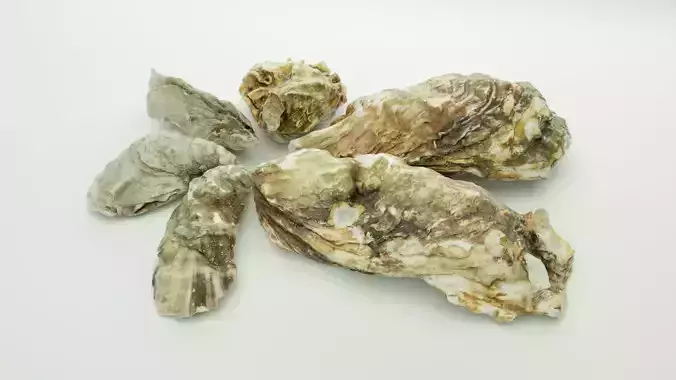 Oyster set Mediterranean Versailles Eastern Atlantic American 3D model