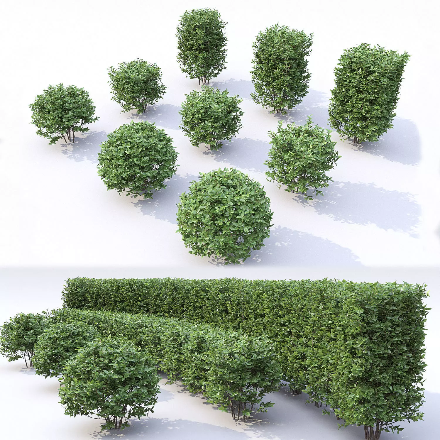 Cotoneaster lucidus 3D model_0