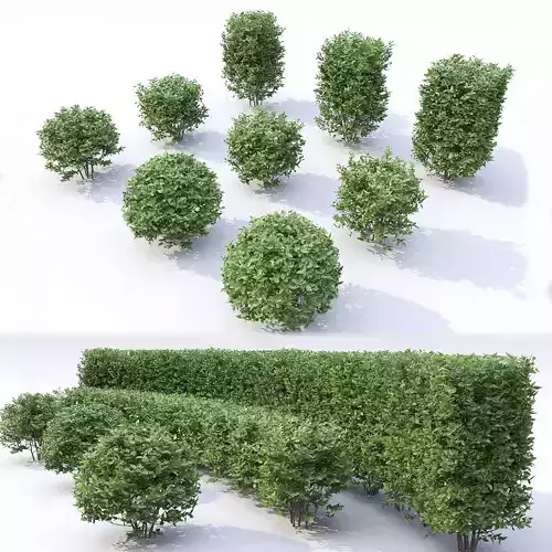 Cotoneaster lucidus 3D model
