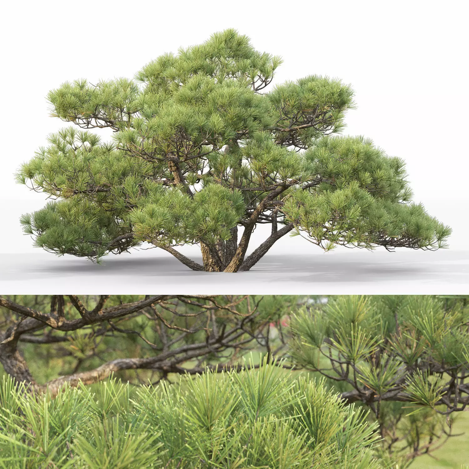 Pinus Bonsai 04 3D model