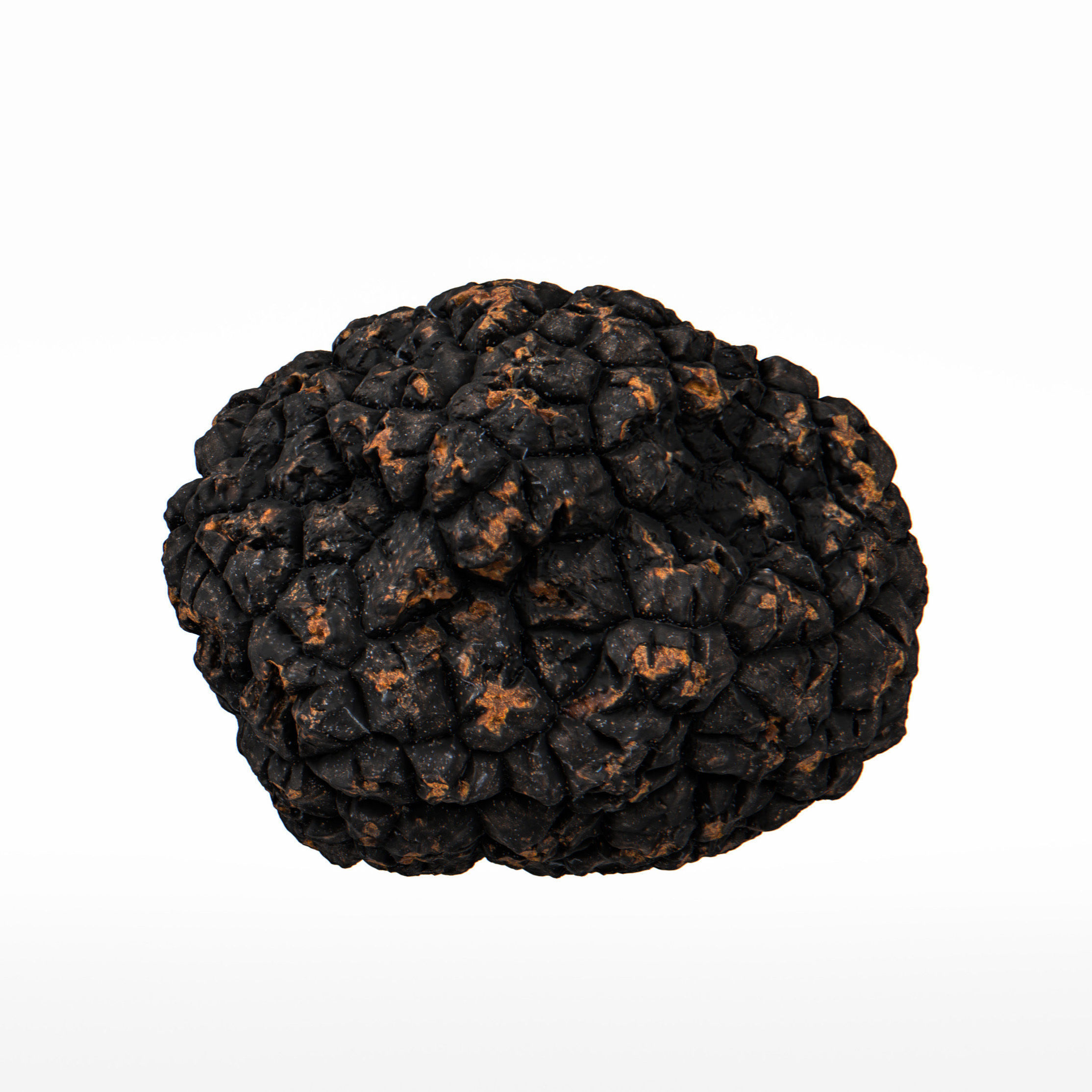 Truffle 3D model_7