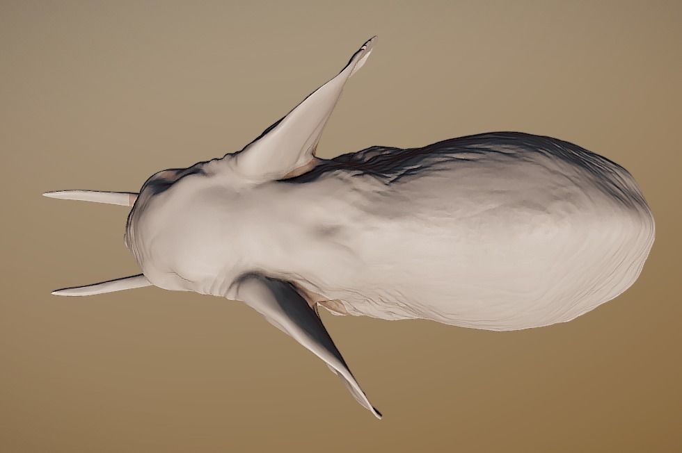 Elephant 3D printable scan 3D print model_6