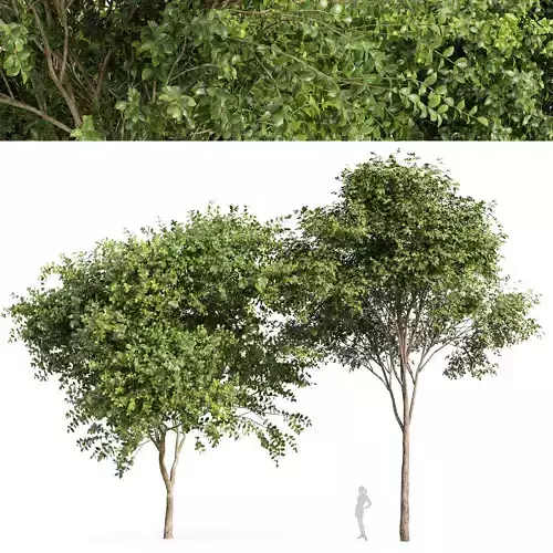 Big Joy Perfume Orange Michelia Champaca Gray alder alnus incana