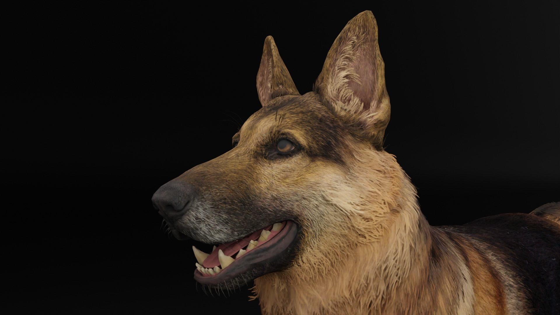 German Shepherd Dog Low-poly 3D model_4