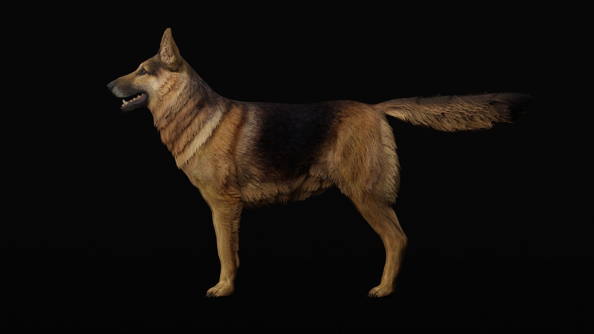 German Shepherd Dog Low-poly 3D model_8