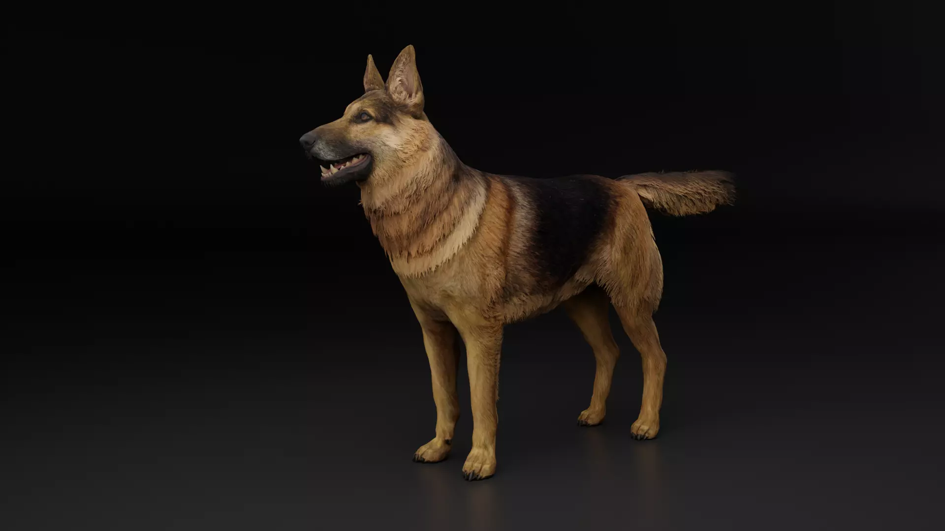 German Shepherd Dog Low-poly 3D model_0