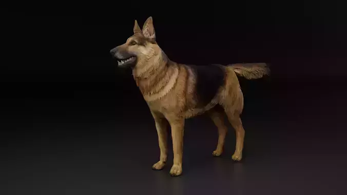 German Shepherd Dog