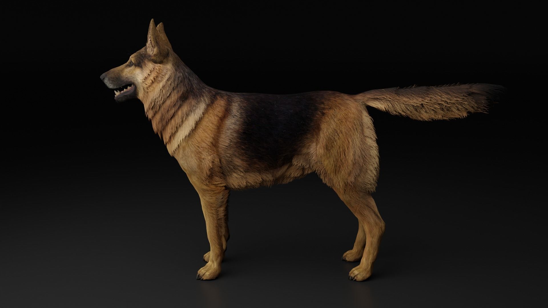 German Shepherd Dog Low-poly 3D model_5