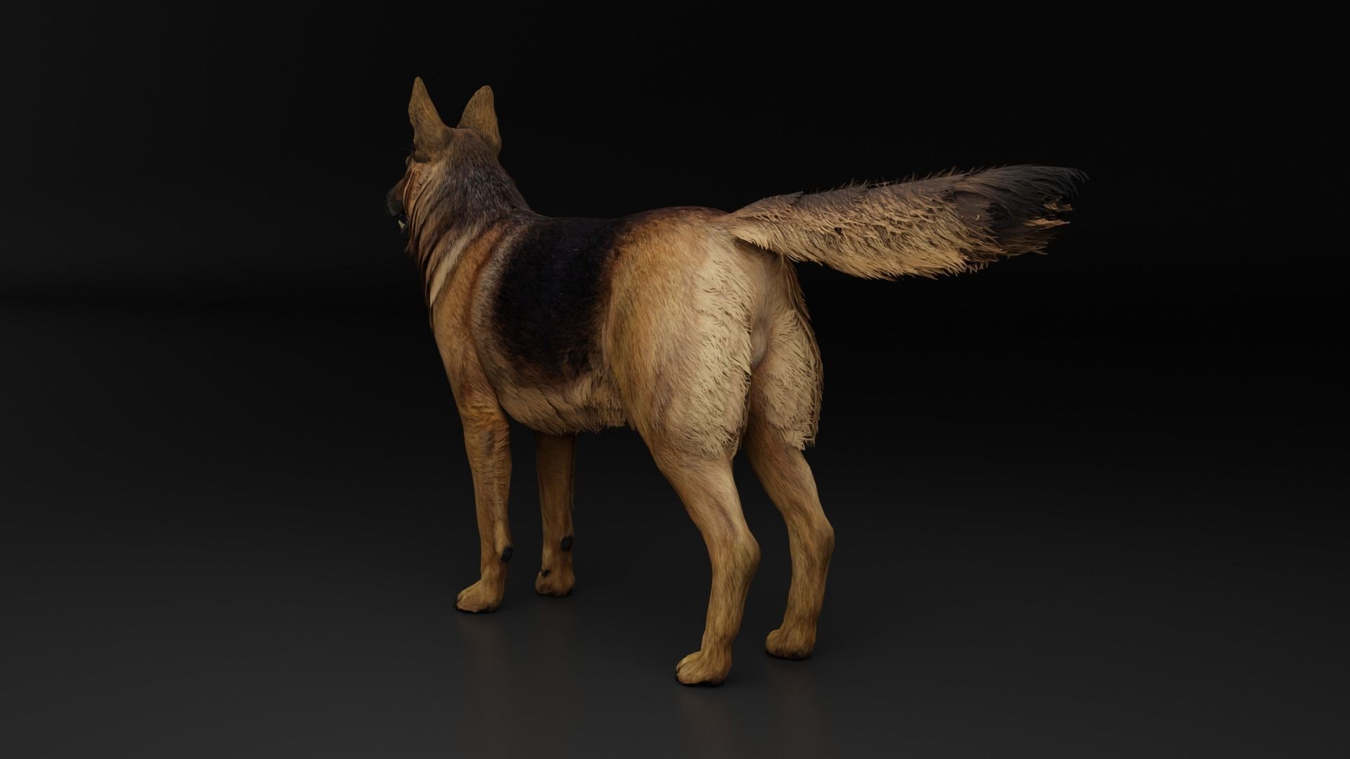 German Shepherd Dog Low-poly 3D model_3