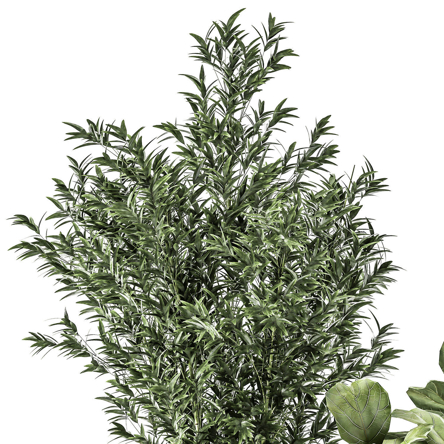 Bamboo and ficus in decorative baskets 1112 3D model_4