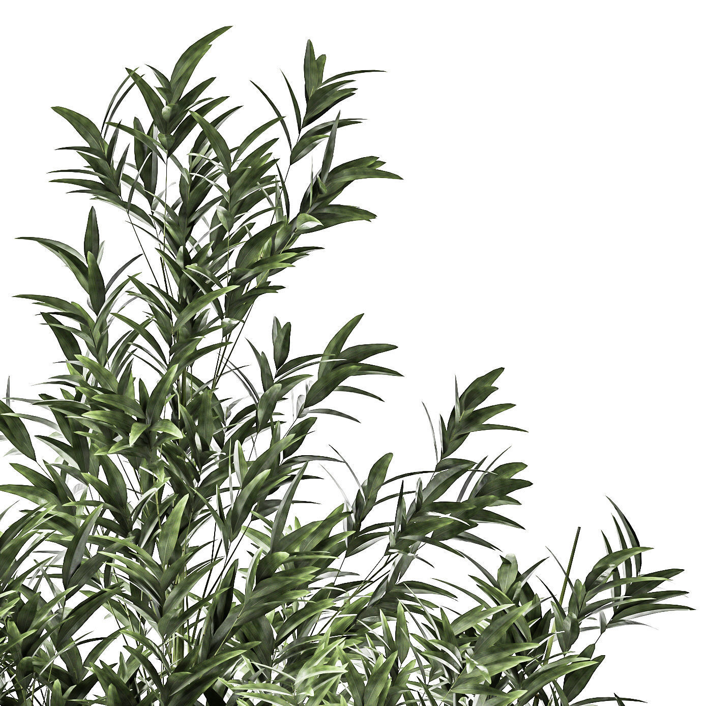 Bamboo and ficus in decorative baskets 1112 3D model_5