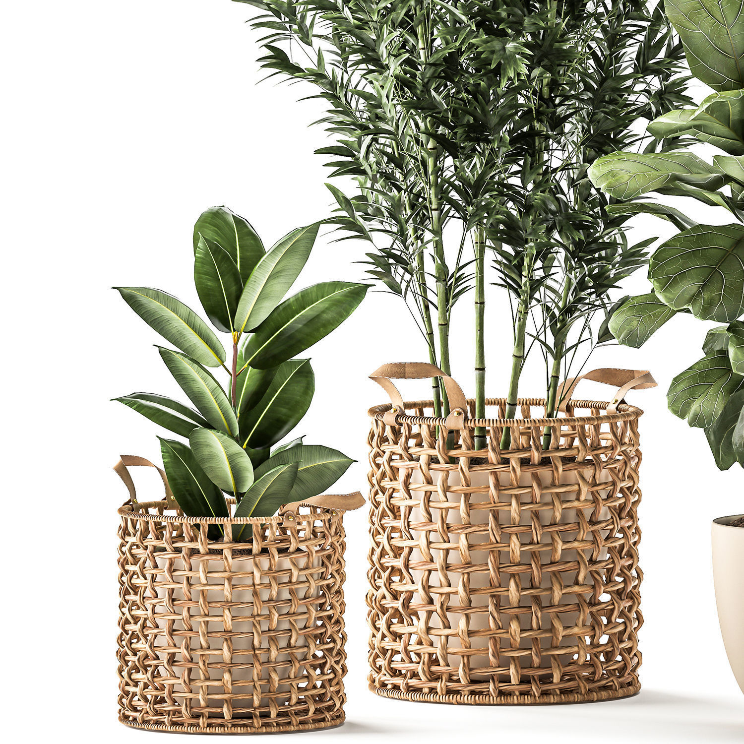 Bamboo and ficus in decorative baskets 1112 3D model_2