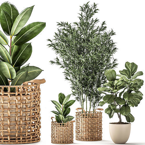 Bamboo and ficus in decorative baskets 1112 3D model