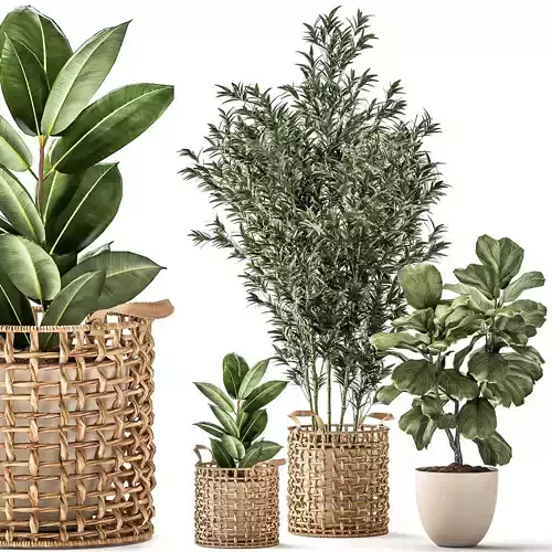 Bamboo and ficus in decorative baskets 1112 3D model