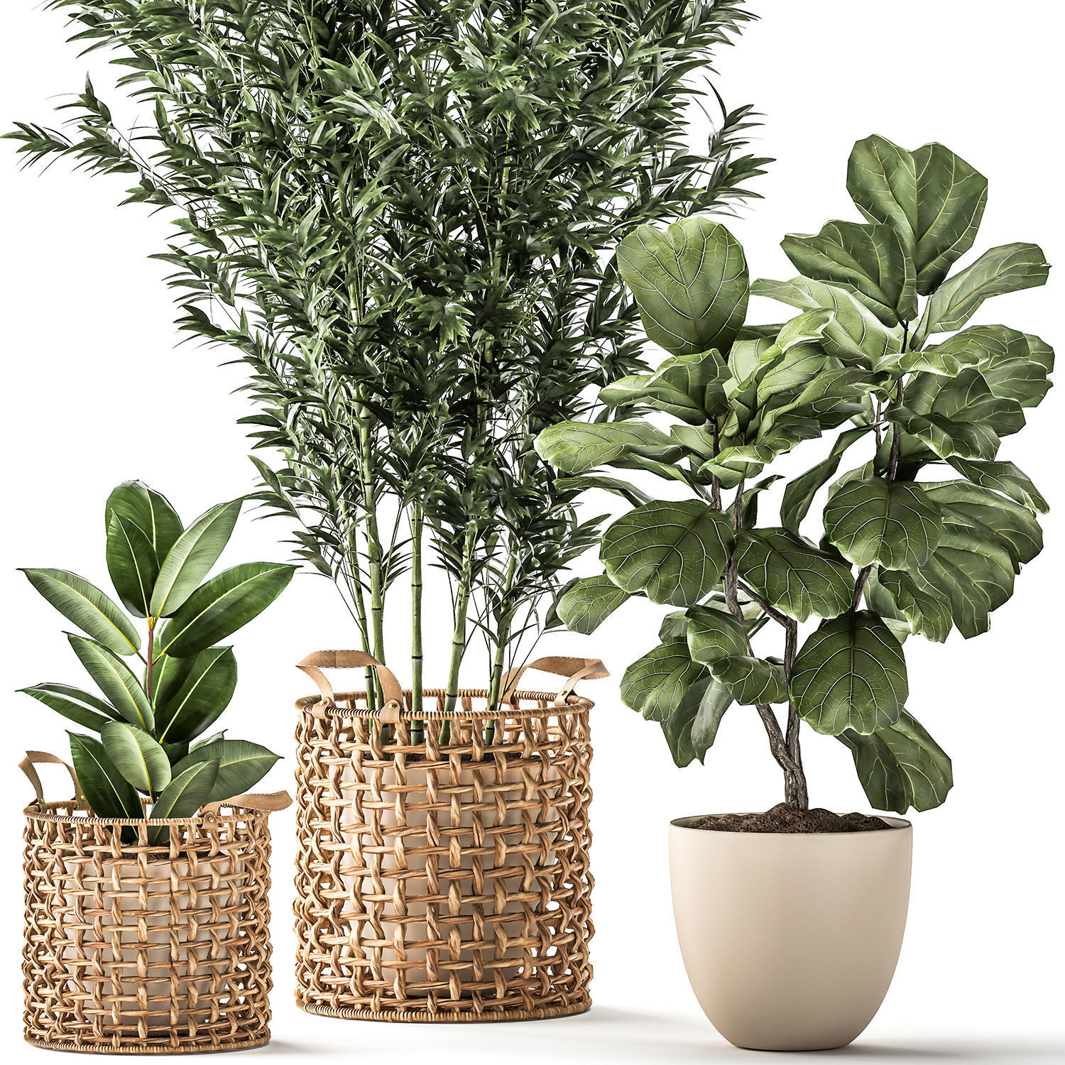 Bamboo and ficus in decorative baskets 1112 3D model_3