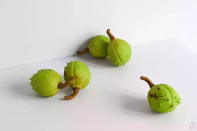 Chestnut 3D model