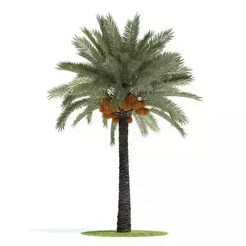 Phoenix Dactylifera Palm Tree 3D model