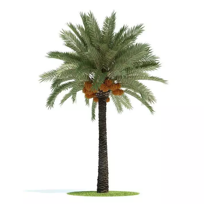 Phoenix Dactylifera Palm Tree 3D model_0