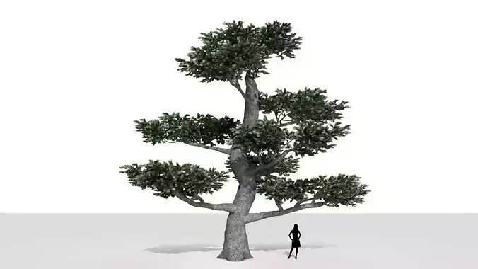 Low Poly Pertusa tree