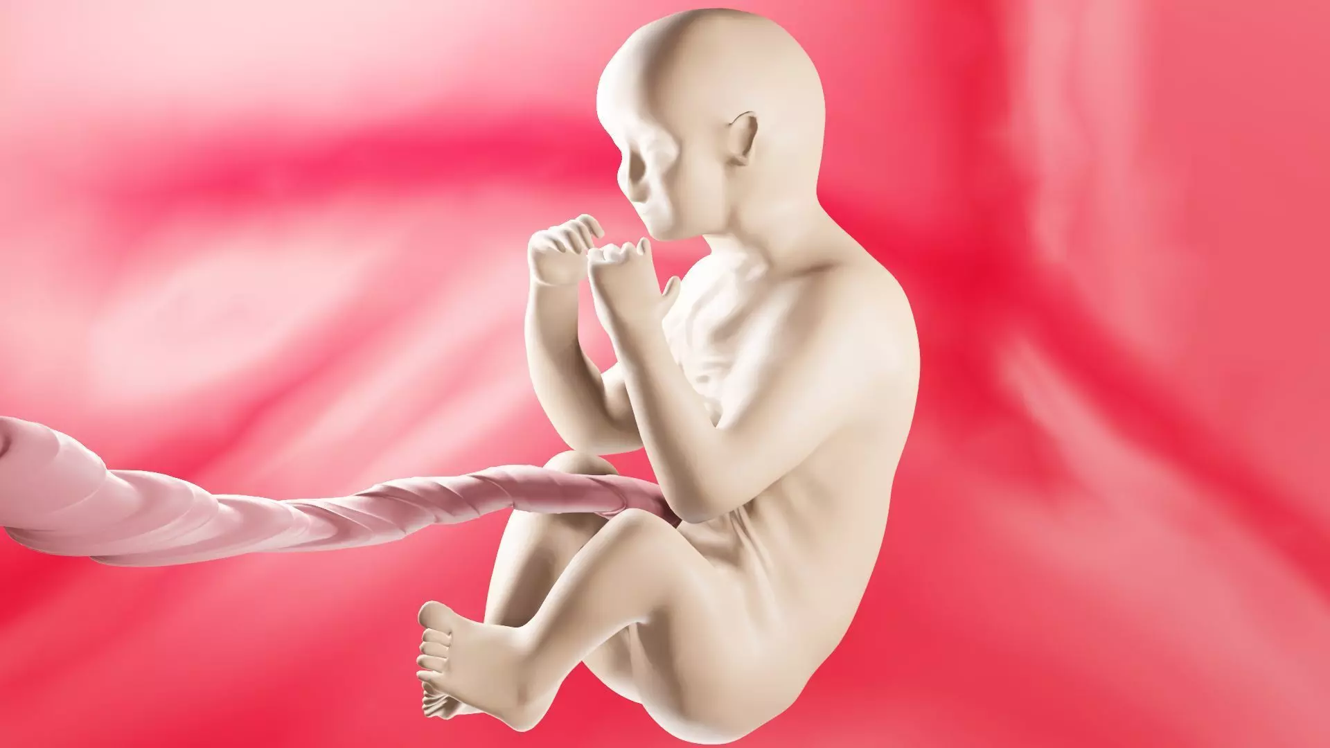 Fetus in womb Low-poly 3D model