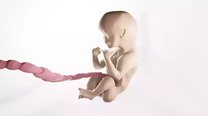 Fetus in womb