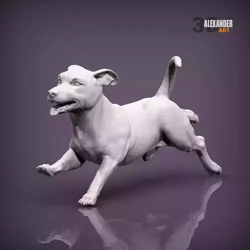 Jack russell terrier running