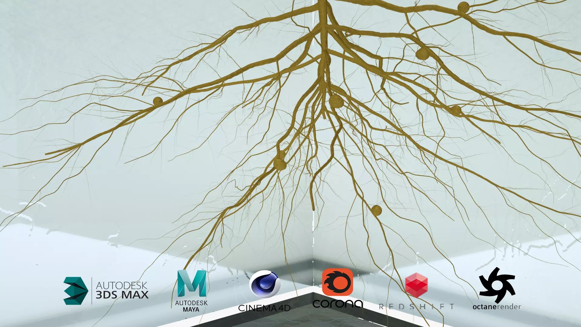 Soybean Root Growth Animation 3D model