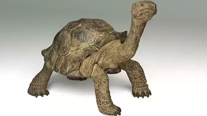 Giant tortoise -  reptile